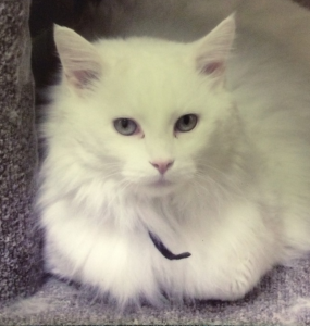 Screen Shot 2015-12-04 at 4.32.26 PM